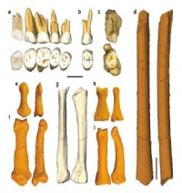 Descoperire istorică: O nouă SPECIE umană, Homo luzonensis